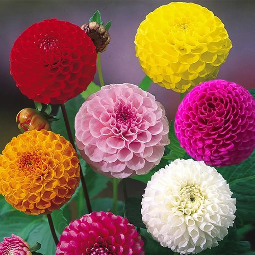 Dahlia pompon pompom mix - 5,