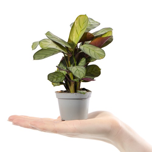 Baby prayer plant - prayer,