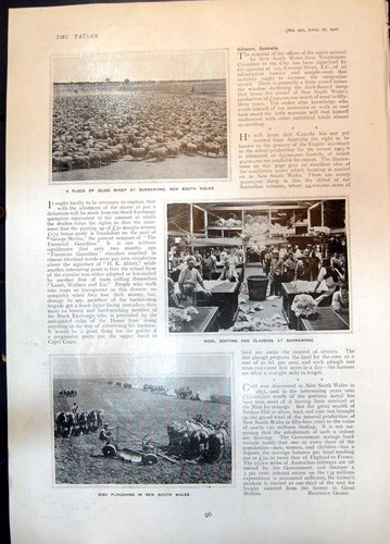 Old sheep disc ploughing wool - sheep,