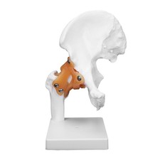 Hip Bone Model Human Hip Joint