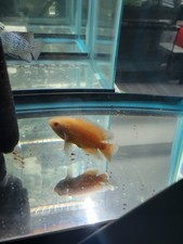 Red Chili Oscars 3.5"