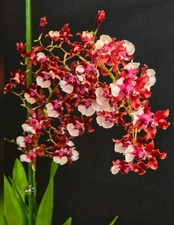 Oncidium Sharry Baby, Super