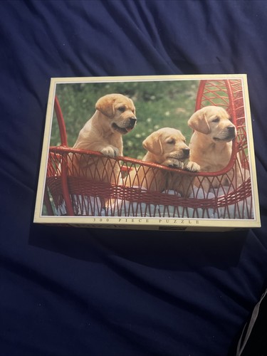 Golden retriever puppies - retriever, jr