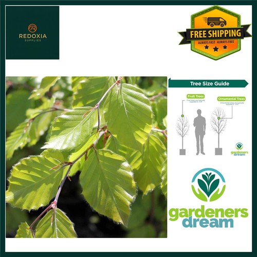 Stately european beech tree - stately,