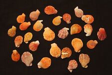 27 medium  half Scallop seashells