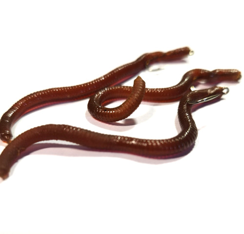 New earth worm fly fishing - 3,