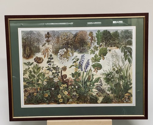 Deciduous woodlands poster - deciduous,