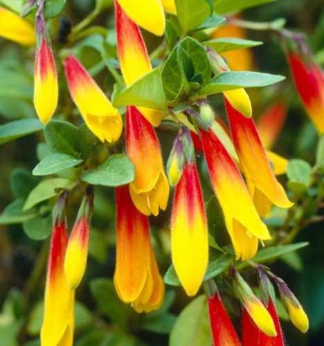 Justicia floribunda brazilian - floribunda, (brazilian