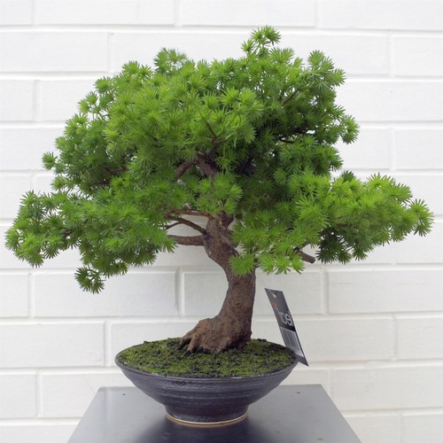 Artificial luxury pine bonsai - pine,