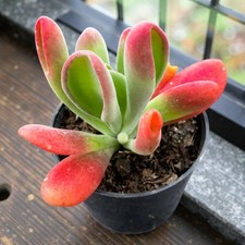 Kalanchoe Oricula in 8.5cm Pot