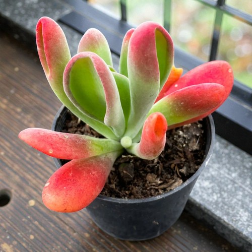 Kalanchoe oricula 5cm pot - oricula, in