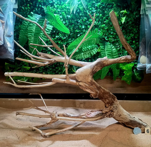 Talawa wood aquascaping - wood,