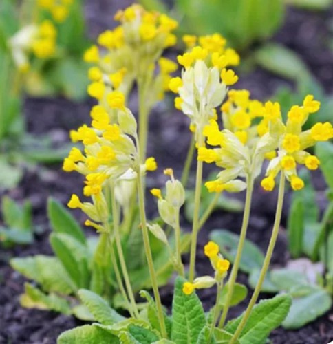 Pimula veris cowslip hardy - 6,