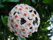 Hoya Carnosa Wax Indoor Plant