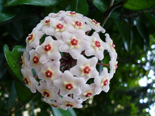 Hoya carnosa wax indoor - carnosa,
