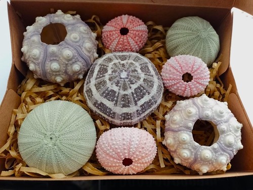 Real sea urchins mixed - real,