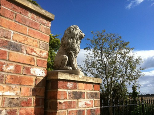 New pair proud lions - of,