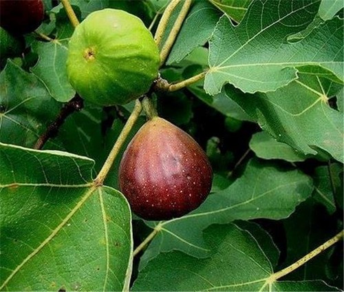 Fig brown turkey - plant,, easy