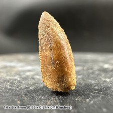 Genuine raptor dinosaur tooth