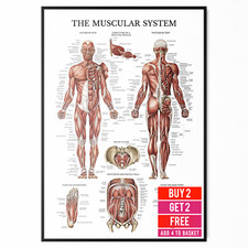 Muscular System Human Muscle
