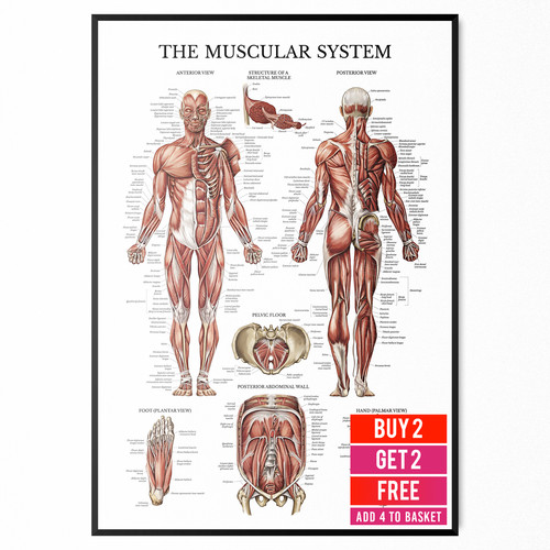 Anatomy poster for muscular - poster,