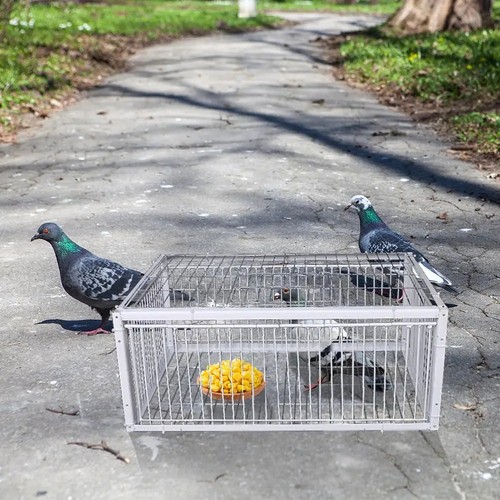 Automatic bird trap cage - bird,