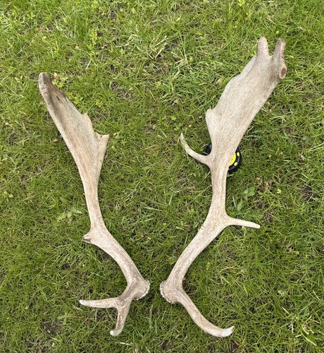 Pair fallow antlers - of,