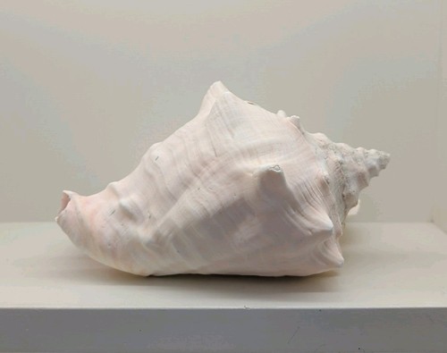 Large vintage conch - conch, shell