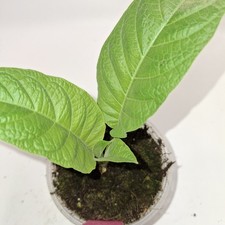 Brugmansia Pink Plant | Angel