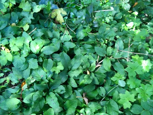 Comfrey plants make - -,