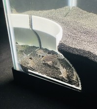 Bottom Dweller Aquarium Cave Hideout Corner Fish Tank Decorations Accessories