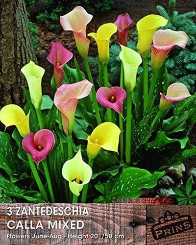 Calla lily bulbs mixed - calla,