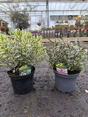 Mix hebe plant 2 - hebe,