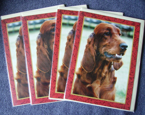 Red setter faithful - -,