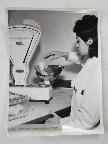 Woman weighs white rat berkel - white,