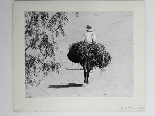 Rider donkey brush sand desert - sand,