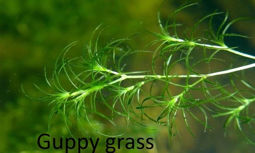 Najas guadalupensis guppy - guadalupensis, (guppy