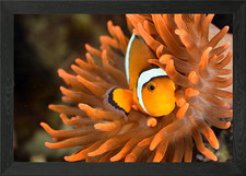 Clownfish In Marine Aquari