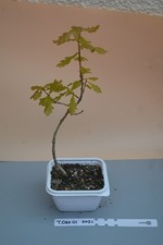 Rare bonsai turkey oak - tree,, 5