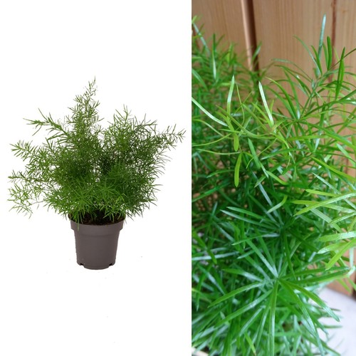 Asparagus densiflorus