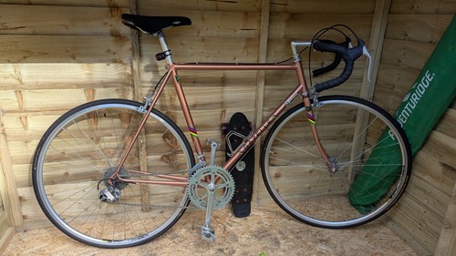 Gazelle champion mondial - gazelle, 22"