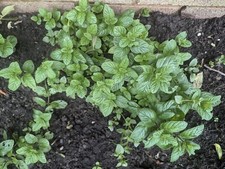3× Garden Mint Plug Plants | Bare Root | Chemical-Free | UK Hardy Spearmint