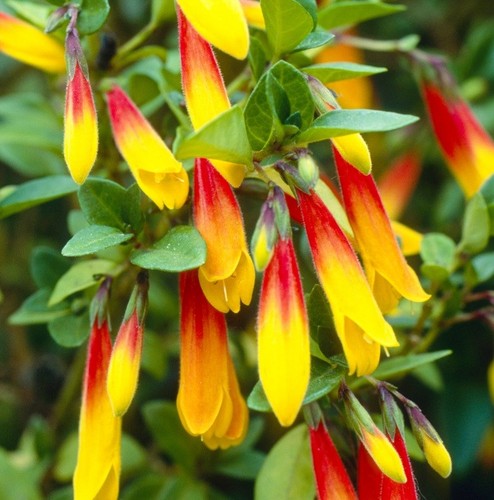 Jacobinia pauciflora brazilian - jacobinia,