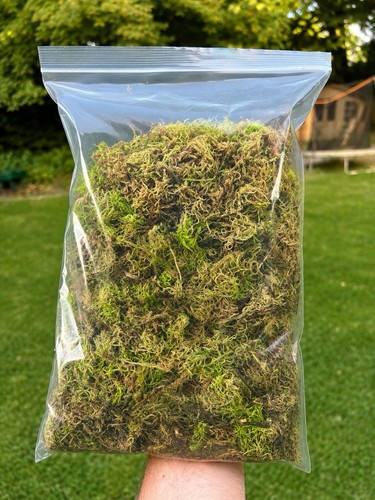 Fresh welsh live sphagnum - welsh,