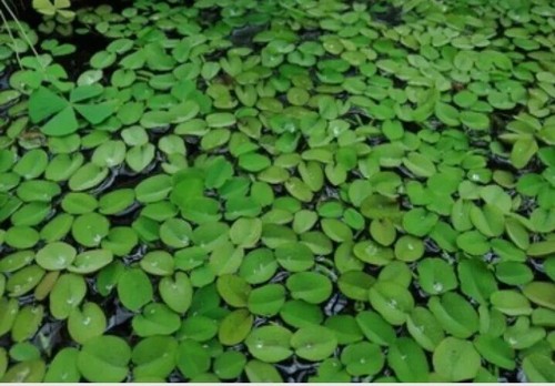 Water spangles salvinia - water,