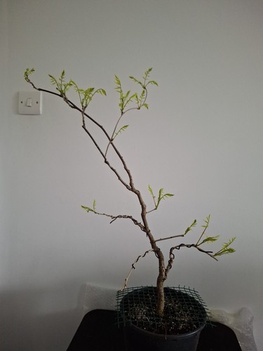 Wisteria pre bonsai 80 - wisteria, cm