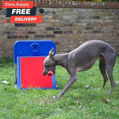 Dog flyball training - training, set