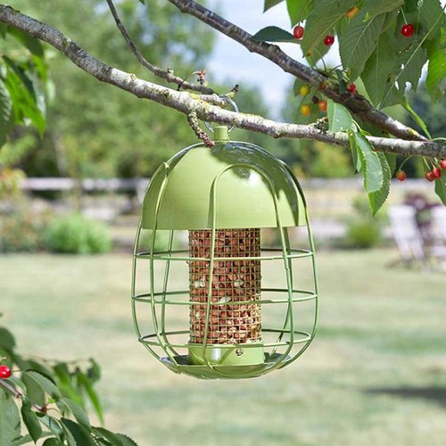 Smart garden acorn squirrel - smart,