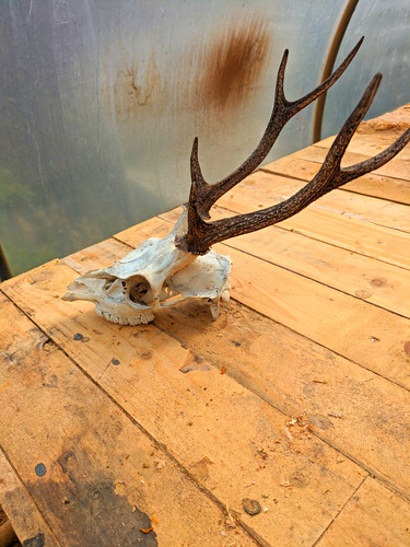 Sika deer skull - deer,