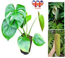 Swiss Cheese Plant (Monstera